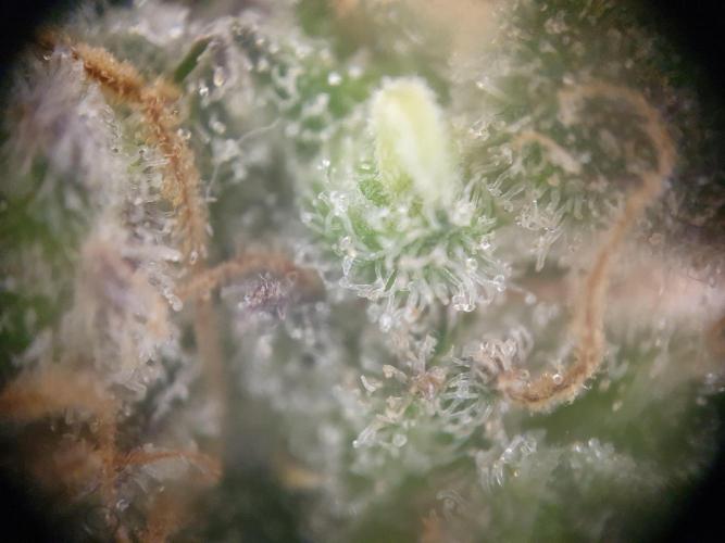 First Coco Run (DE/EN) x Hy-Pro. Week 14