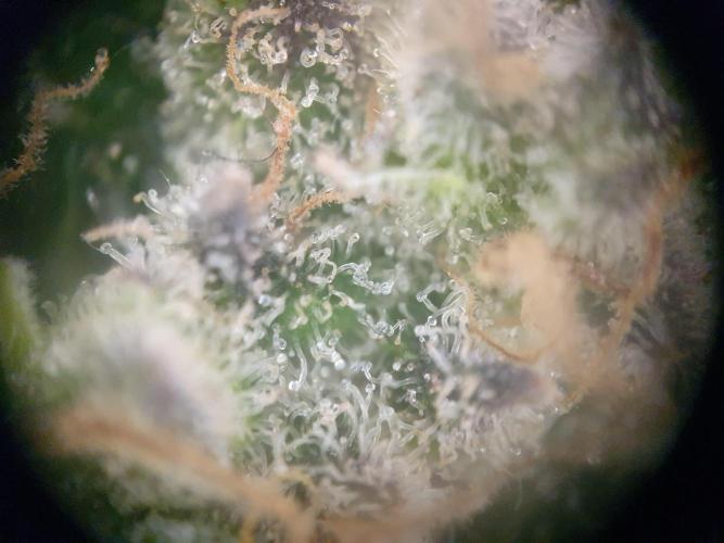 First Coco Run (DE/EN) x Hy-Pro. Week 14