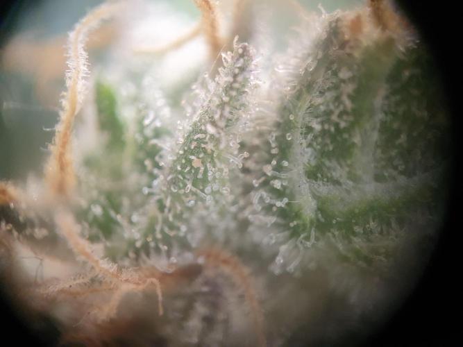First Coco Run (DE/EN) x Hy-Pro. Week 14