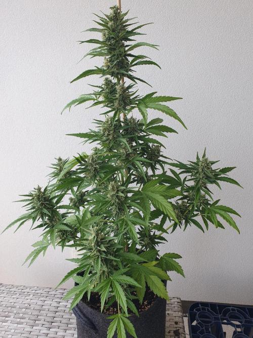 Balcony Plant #2 (DE/EN) x Hy-Pro. Week 10