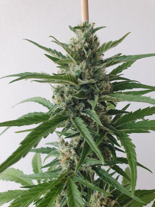 Balcony Plant #2 (DE/EN) x Hy-Pro. Week 10