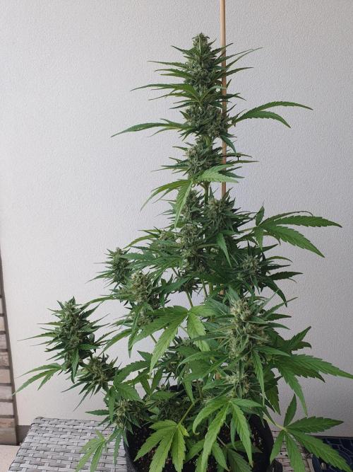 Balcony Plant #2 (DE/EN) x Hy-Pro. Week 10