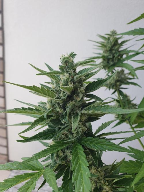 Balcony Plant #2 (DE/EN) x Hy-Pro. Week 10