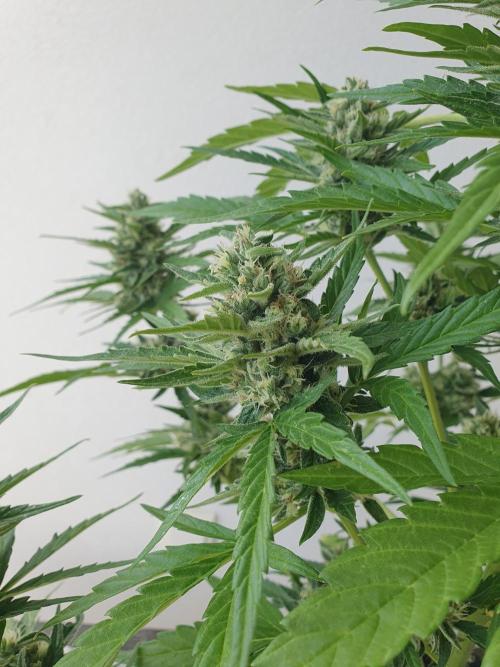Balcony Plant #2 (DE/EN) x Hy-Pro. Week 10