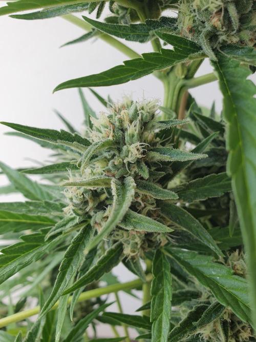 Balcony Plant #2 (DE/EN) x Hy-Pro. Week 10