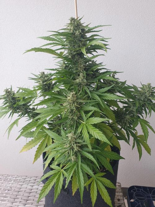 Bad Weather Grow #1 (DE/EN) x Hy-Pro. Week 13