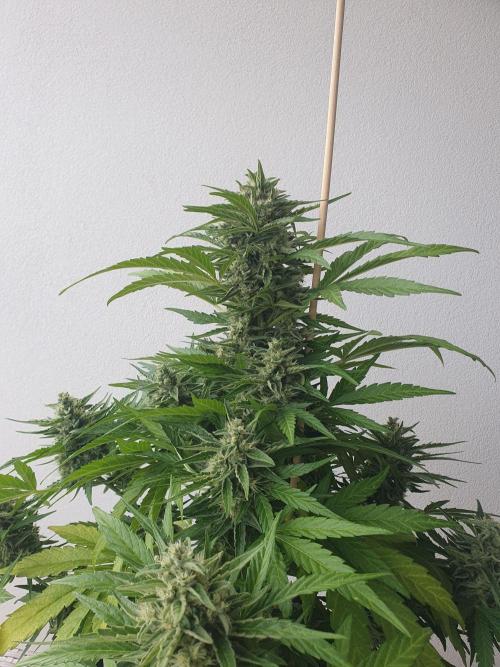 Bad Weather Grow #1 (DE/EN) x Hy-Pro. Week 13