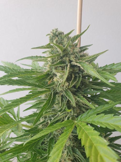 Bad Weather Grow #1 (DE/EN) x Hy-Pro. Week 13