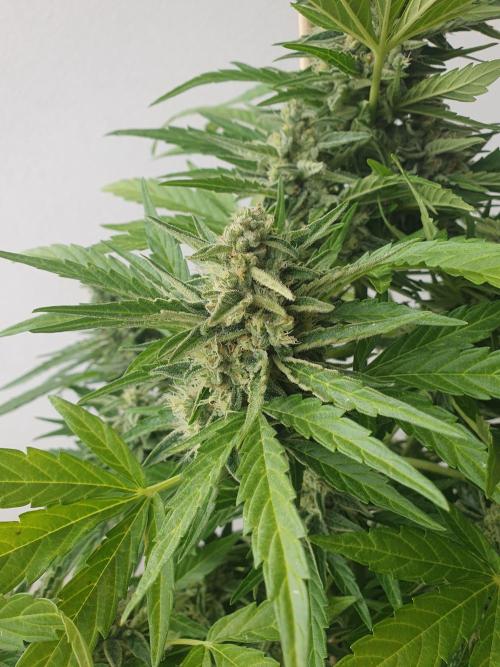 Bad Weather Grow #1 (DE/EN) x Hy-Pro. Week 13