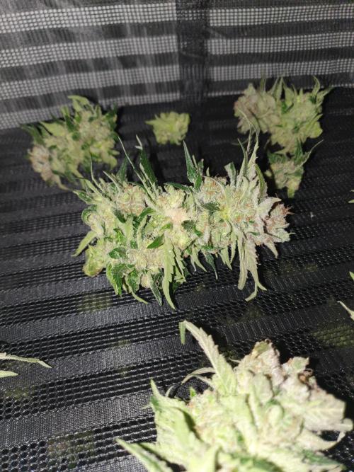 First Coco Run (DE/EN) x Hy-Pro. Week 15