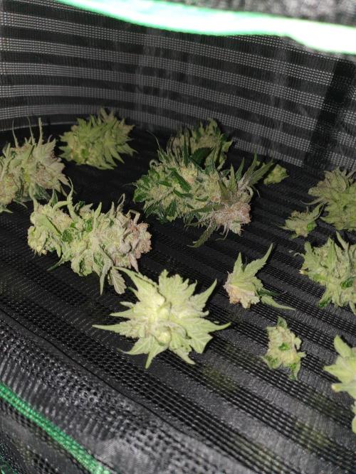 First Coco Run (DE/EN) x Hy-Pro. Week 15