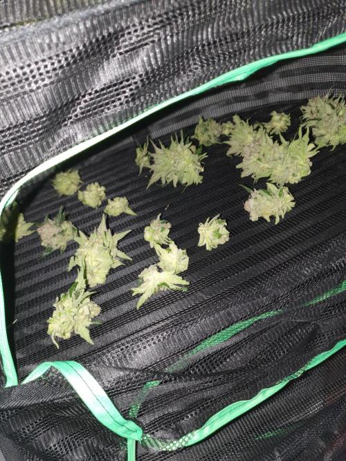 First Coco Run (DE/EN) x Hy-Pro. Week 15