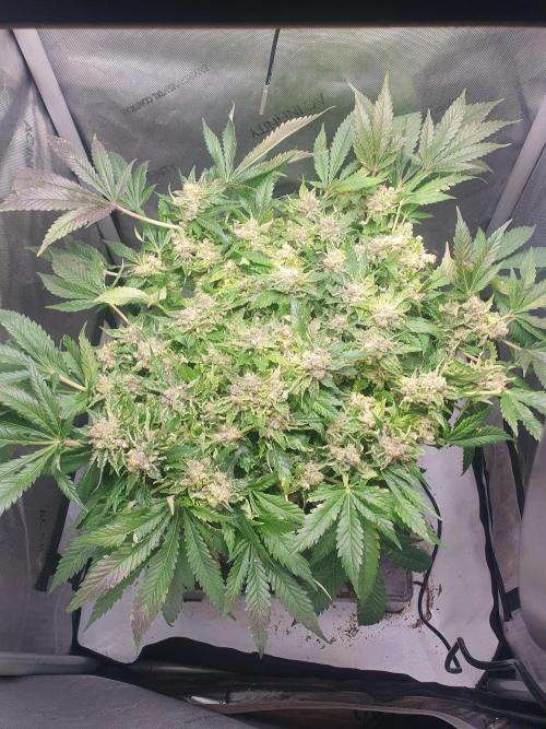 First Coco Run (DE/EN) x Hy-Pro. Week 15