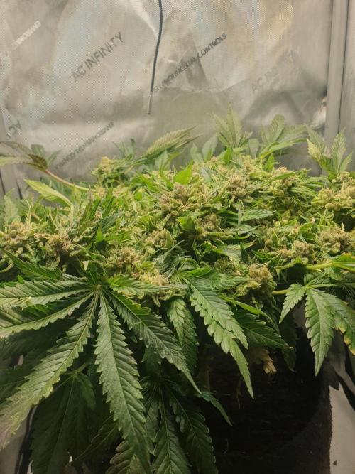 First Coco Run (DE/EN) x Hy-Pro. Week 15