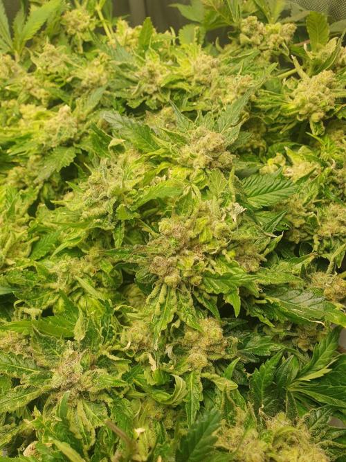 First Coco Run (DE/EN) x Hy-Pro. Week 15