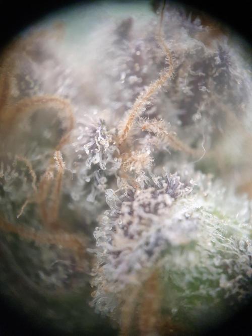 First Coco Run (DE/EN) x Hy-Pro. Week 15
