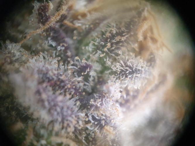 First Coco Run (DE/EN) x Hy-Pro. Week 15