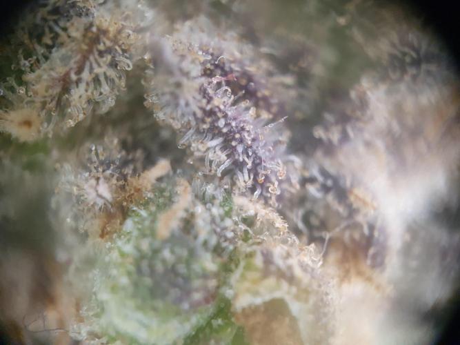 First Coco Run (DE/EN) x Hy-Pro. Week 15
