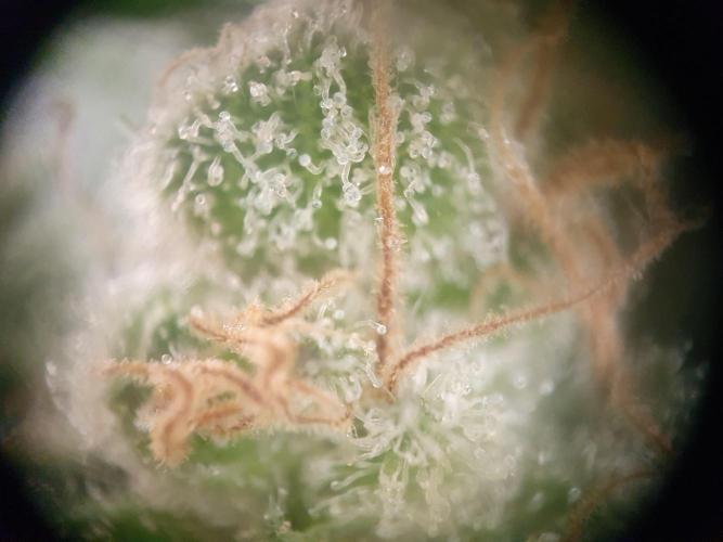 First Coco Run (DE/EN) x Hy-Pro. Week 15
