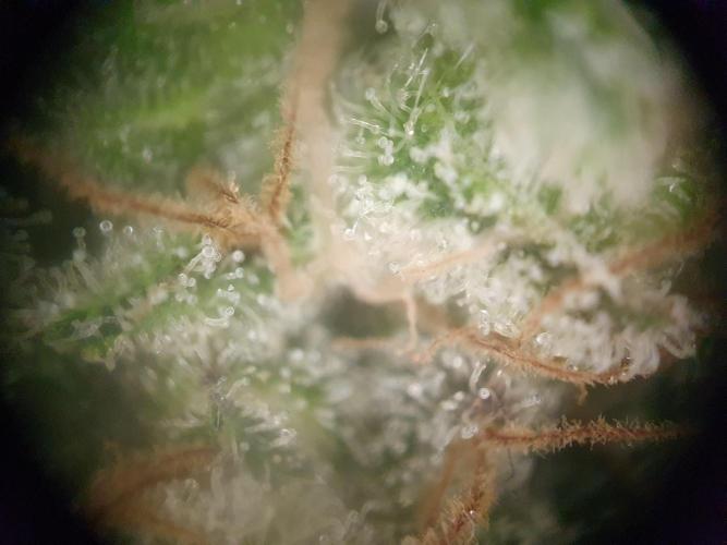 First Coco Run (DE/EN) x Hy-Pro. Week 15