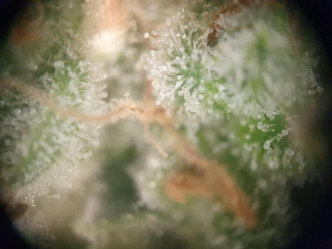 First Coco Run (DE/EN) x Hy-Pro. Week 15