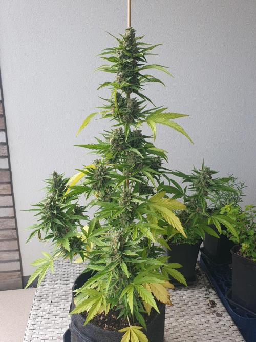 Balcony Plant #2 (DE/EN) x Hy-Pro. Week 11