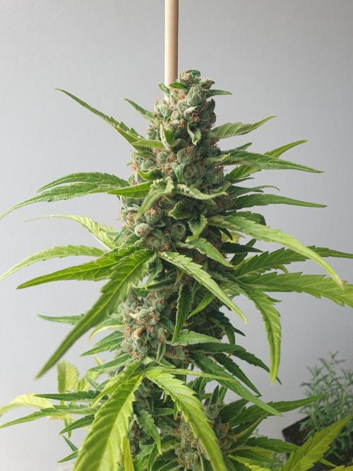Balcony Plant #2 (DE/EN) x Hy-Pro. Week 11