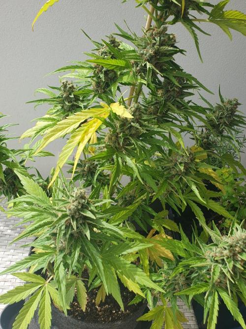 Balcony Plant #2 (DE/EN) x Hy-Pro. Week 11