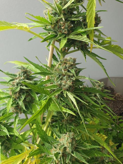 Balcony Plant #2 (DE/EN) x Hy-Pro. Week 11