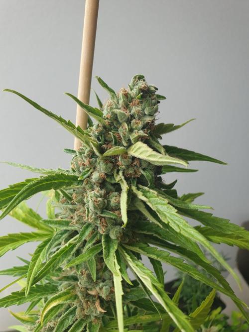 Balcony Plant #2 (DE/EN) x Hy-Pro. Week 11
