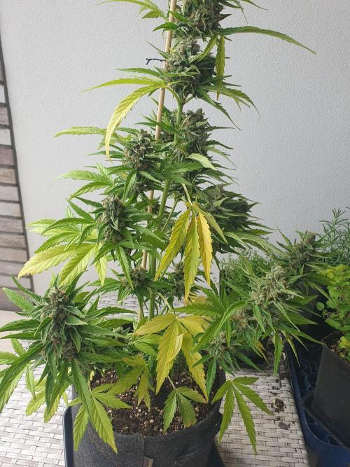 Balcony Plant #2 (DE/EN) x Hy-Pro. Week 11
