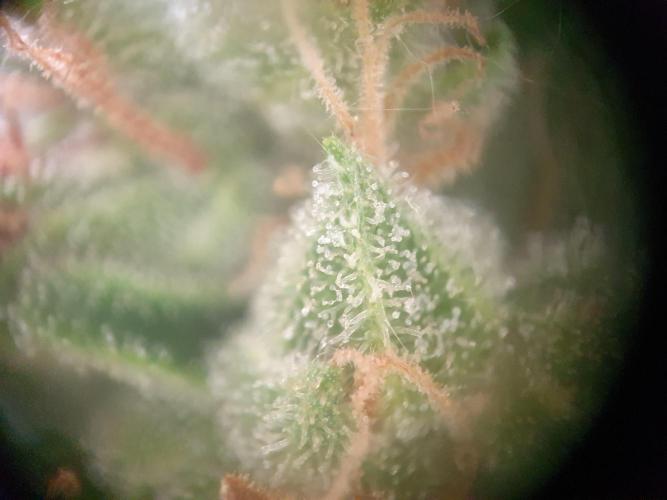 Balcony Plant #2 (DE/EN) x Hy-Pro. Week 11