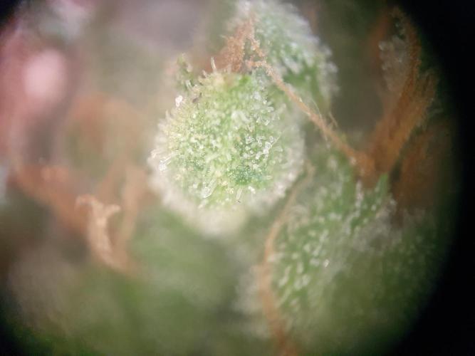 Balcony Plant #2 (DE/EN) x Hy-Pro. Week 11
