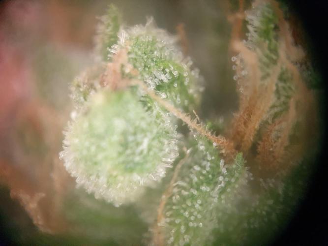 Balcony Plant #2 (DE/EN) x Hy-Pro. Week 11
