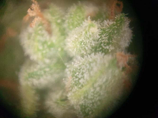 Balcony Plant #2 (DE/EN) x Hy-Pro. Week 11
