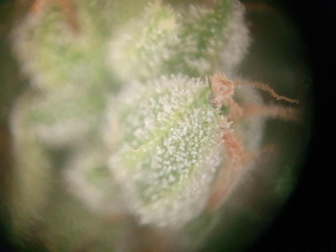 Balcony Plant #2 (DE/EN) x Hy-Pro. Week 11