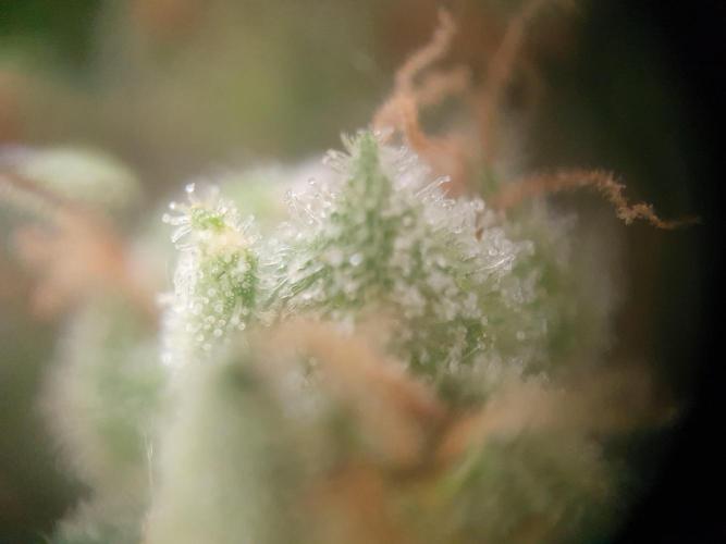Balcony Plant #2 (DE/EN) x Hy-Pro. Week 11