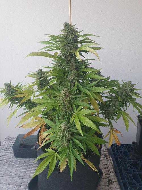 Bad Weather Grow #1 (DE/EN) x Hy-Pro. Week 14