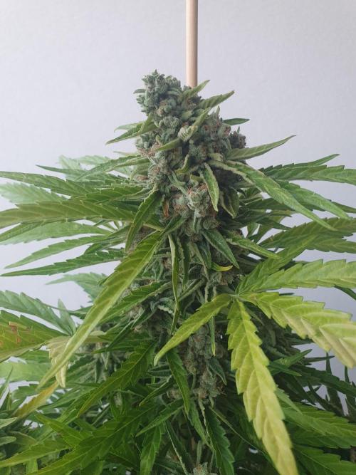 Bad Weather Grow #1 (DE/EN) x Hy-Pro. Week 14