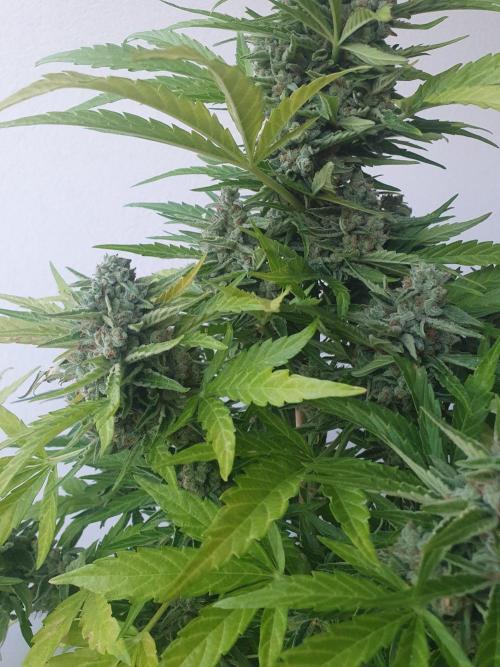 Bad Weather Grow #1 (DE/EN) x Hy-Pro. Week 14