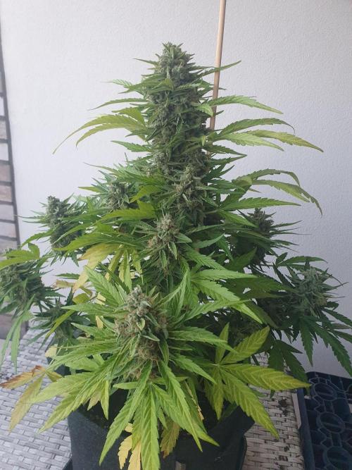 Bad Weather Grow #1 (DE/EN) x Hy-Pro. Week 14