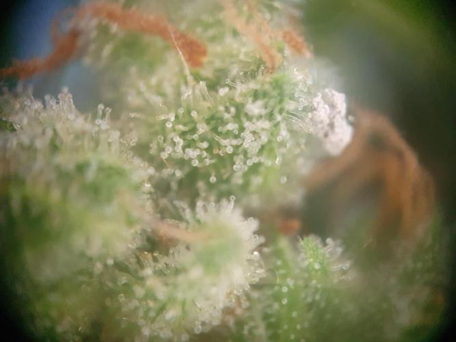 Bad Weather Grow #1 (DE/EN) x Hy-Pro. Week 14