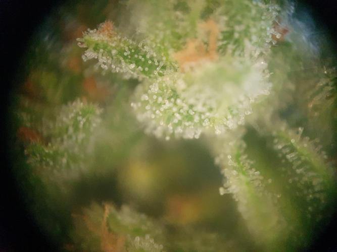 Bad Weather Grow #1 (DE/EN) x Hy-Pro. Week 14