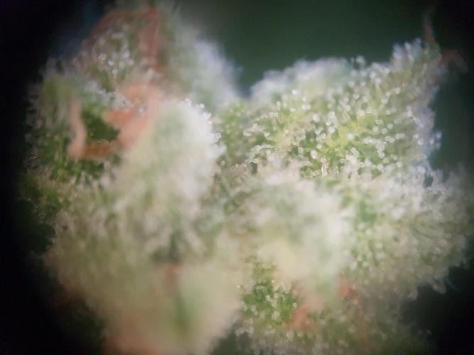 Bad Weather Grow #1 (DE/EN) x Hy-Pro. Week 14