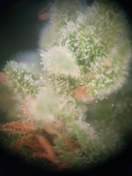 Bad Weather Grow #1 (DE/EN) x Hy-Pro. Week 14