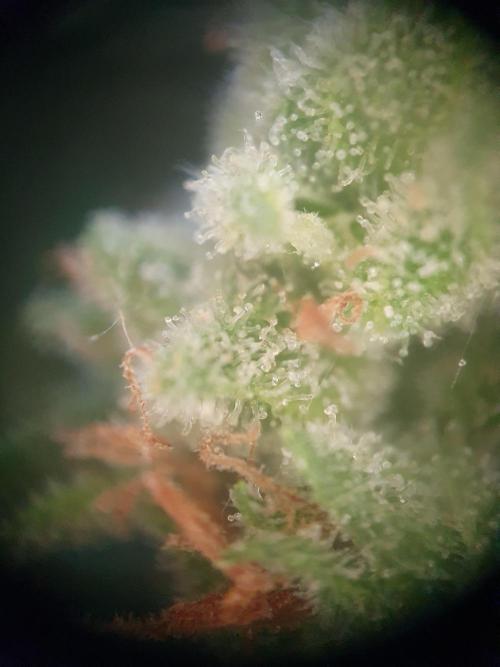Bad Weather Grow #1 (DE/EN) x Hy-Pro. Week 14