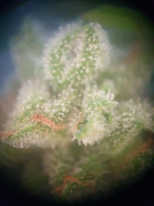 Bad Weather Grow #1 (DE/EN) x Hy-Pro. Week 14