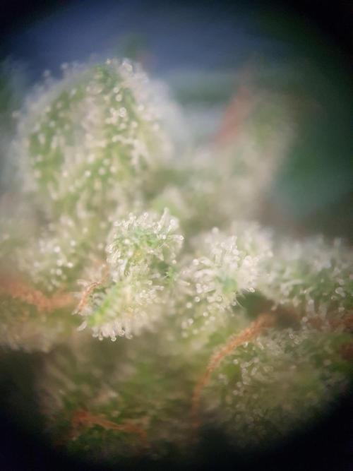 Bad Weather Grow #1 (DE/EN) x Hy-Pro. Week 14