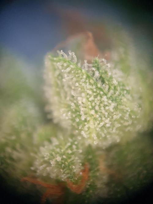 Bad Weather Grow #1 (DE/EN) x Hy-Pro. Week 14