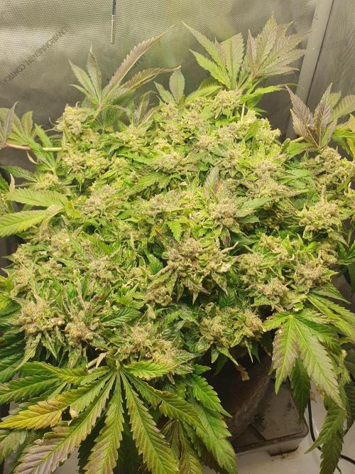 First Coco Run (DE/EN) x Hy-Pro. Week 16